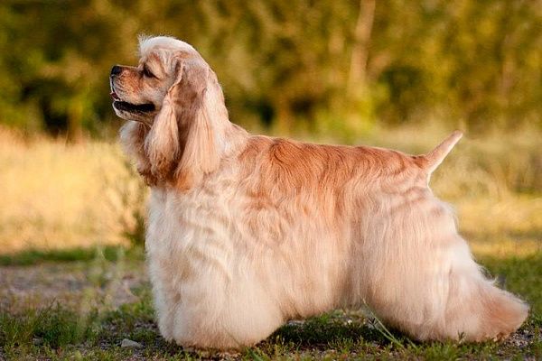 Щенки Американского кокер спаниеля.