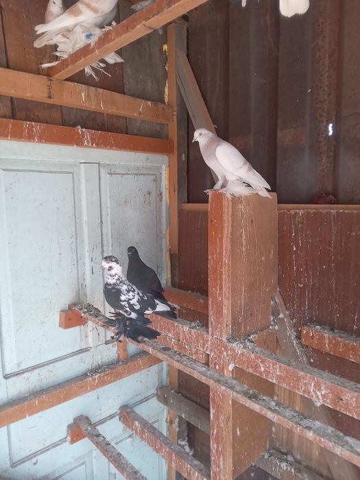 Голуби все летные,вольные