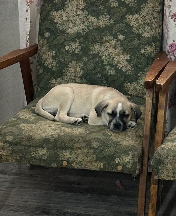 Тиша в добрые руки