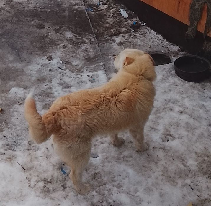 Cățel ciobanesc de vânzare