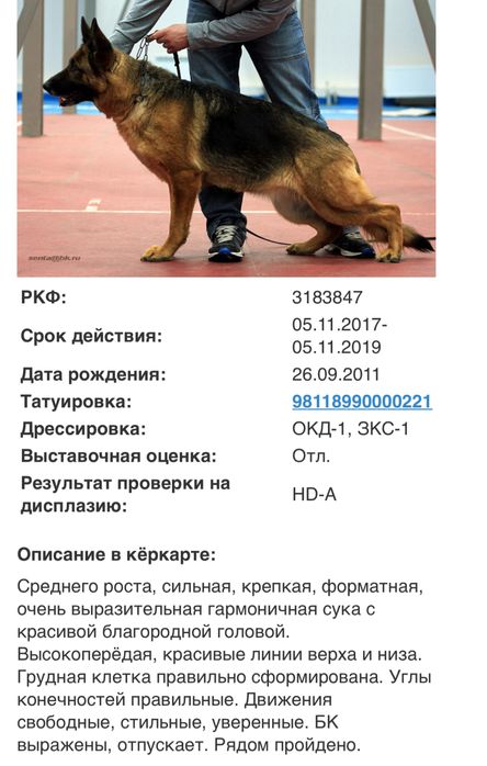 Щенки немецкой овчарки (бронирование)