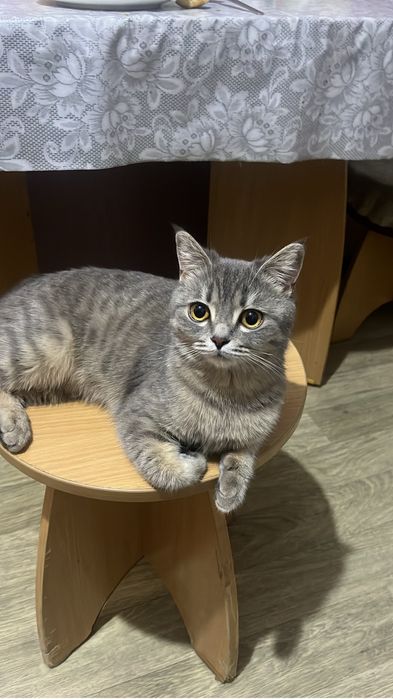 Отдаю в хорошие руки