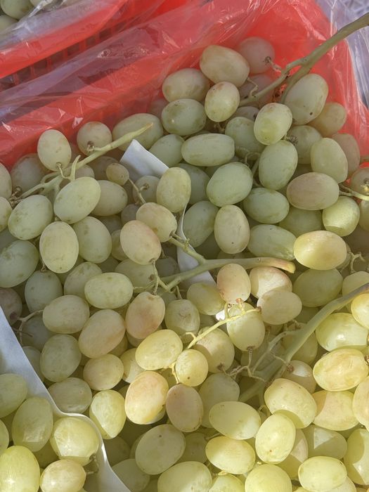 Оптом продажа виноград