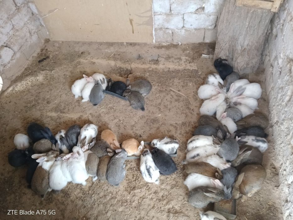 Quyonlar optim narxlarda