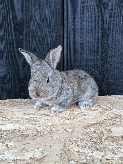 Masculi uriaș german