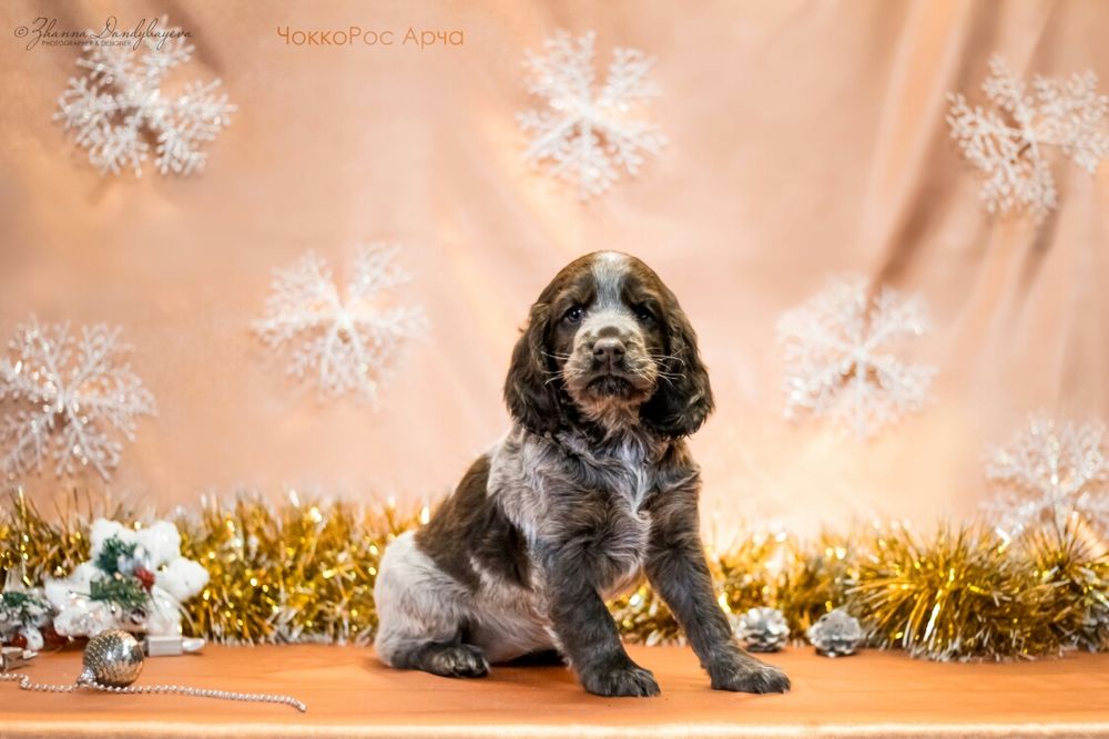 Шоколадные щенки спаниеля