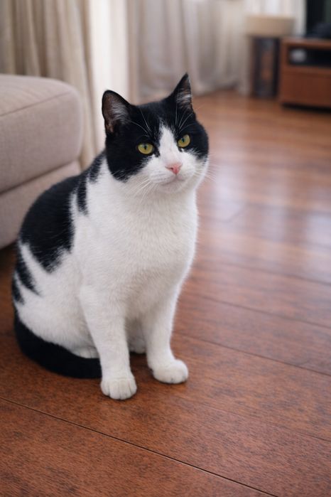 Кот мальчик 2,5 года