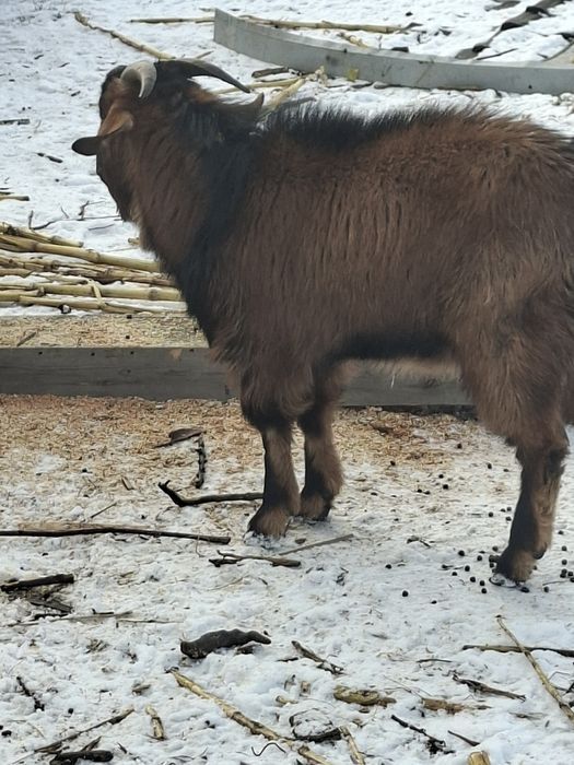 Schimb doi tapi cu gaini