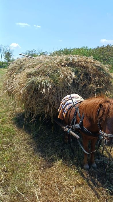 Vând ponei,ham și căruță.se pot vinde și separat.
