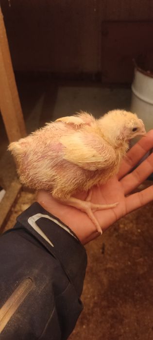 Цыплята бройлеры