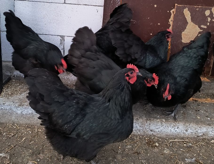 Oua incubat australorp negru