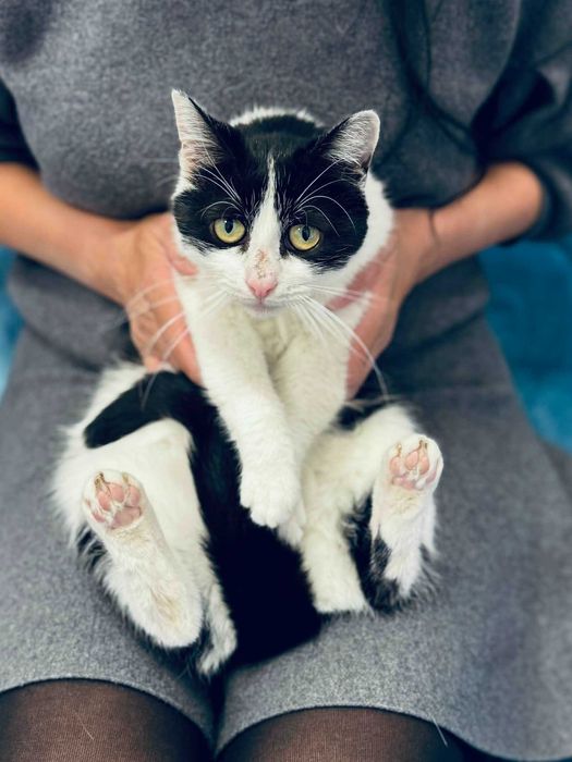 Коте Кари търси дом