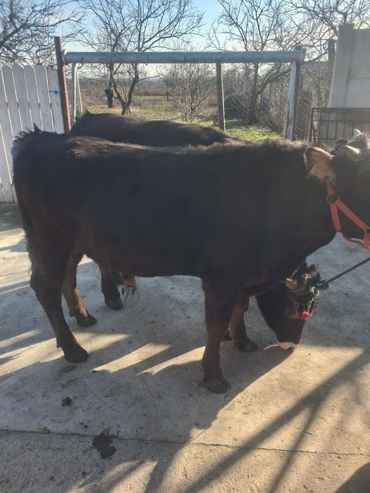 Vand 2 taurasi de jug foarte frumosi