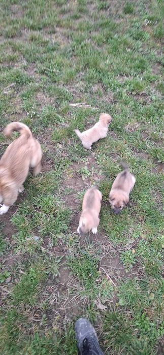 Cățeluși drăgălași