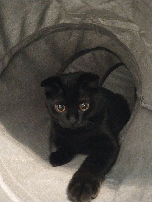 Кот ищет себе Кошку