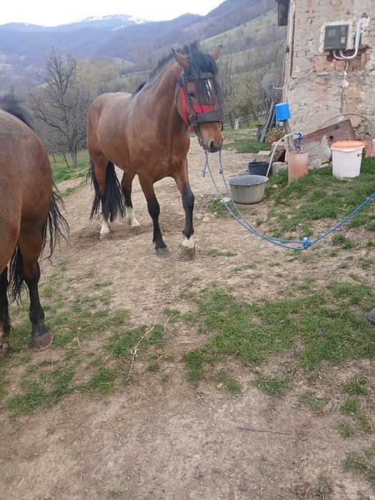 Cal de vanzare...