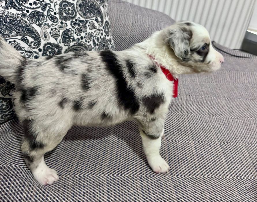 Pui Border Collie 2 luni, pedigree UCHR