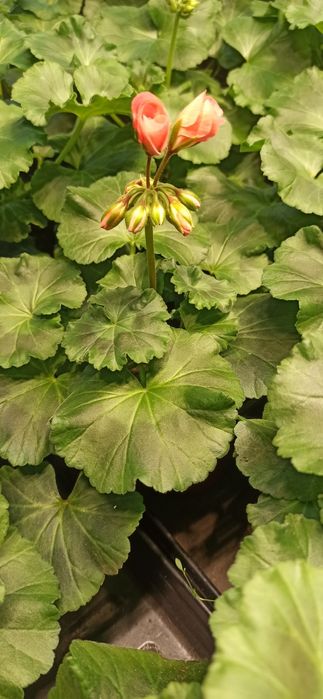 Пеларгония зональная