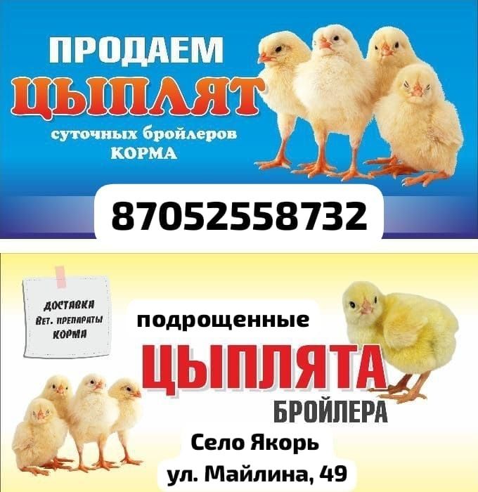 Продам цыплят бройлера