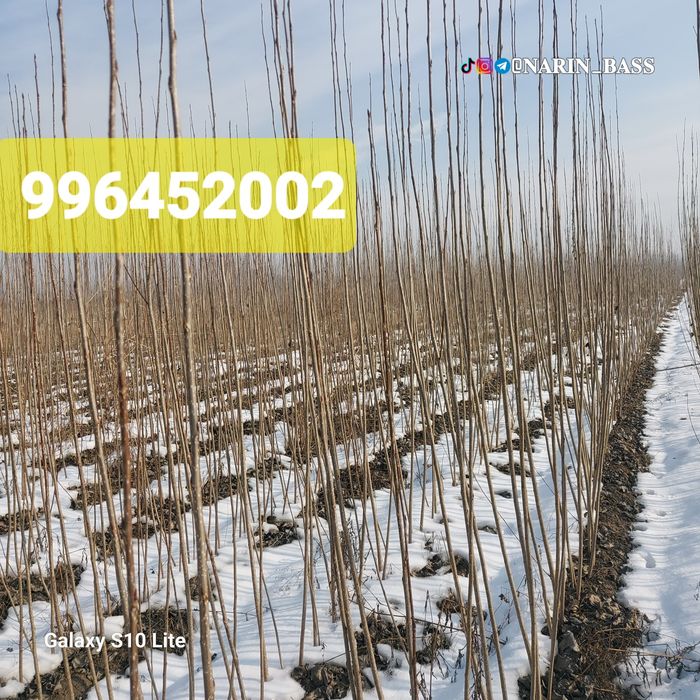 Калифорния БЫСТРО ХОД Терак Кучатлари ва Каламчалари