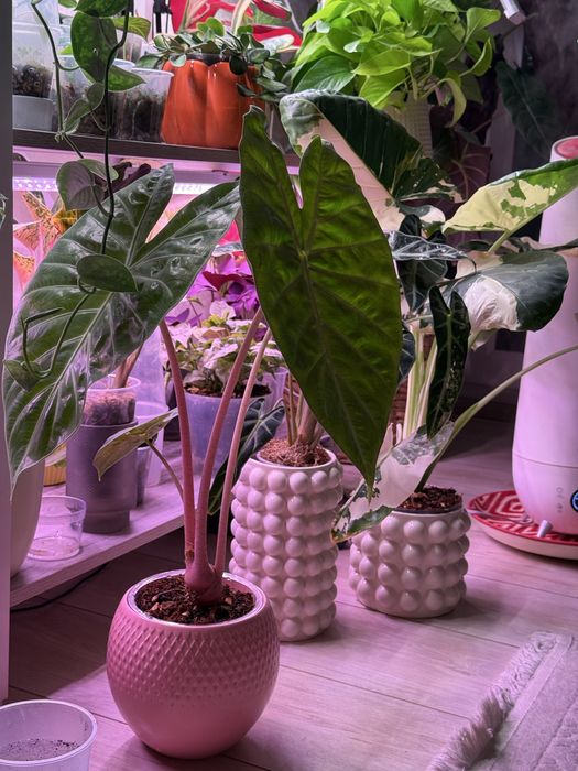 Алоказии клубни и детки