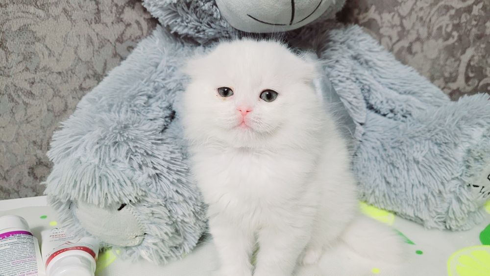 Котёнок шотландский вислоухий