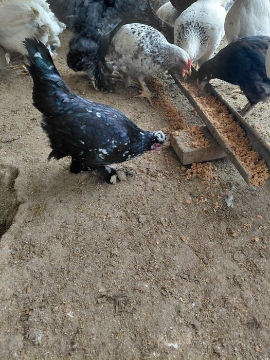 Карлик Япончик лахматый