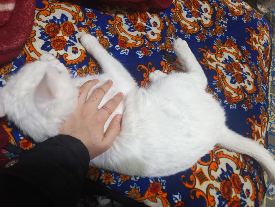 Кошка в добрые руки