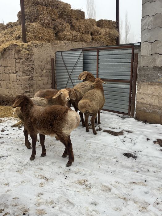 Кошкарлар сатылады