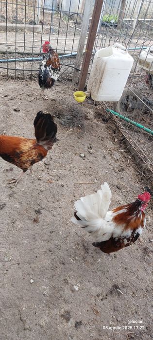 Vand familie australorp 2+1