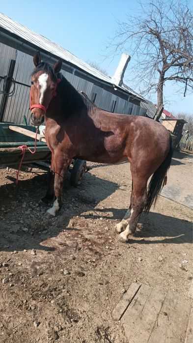 Iapa , Noatina - linie deosebita , viitor excelent .