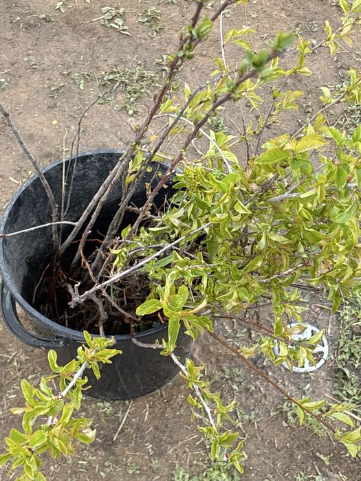 Вишня рассада по 400 тен