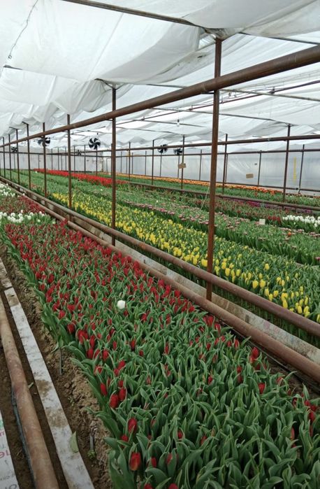 Тюльпаны из местной теплицы к 8 марта