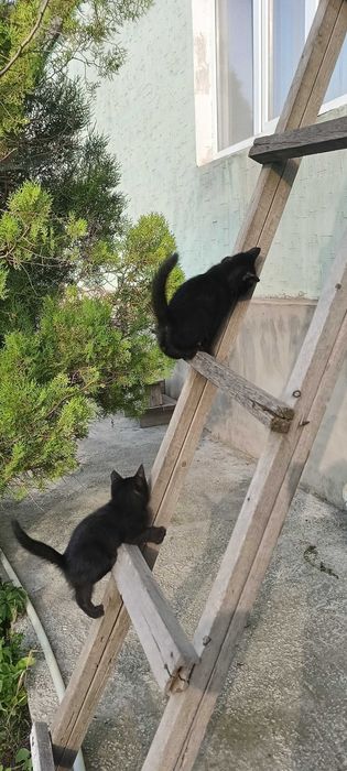 Котята бесплатно