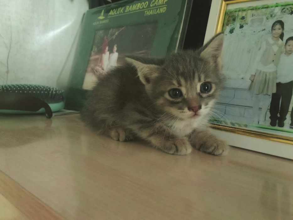 котята отдам бесплатно
