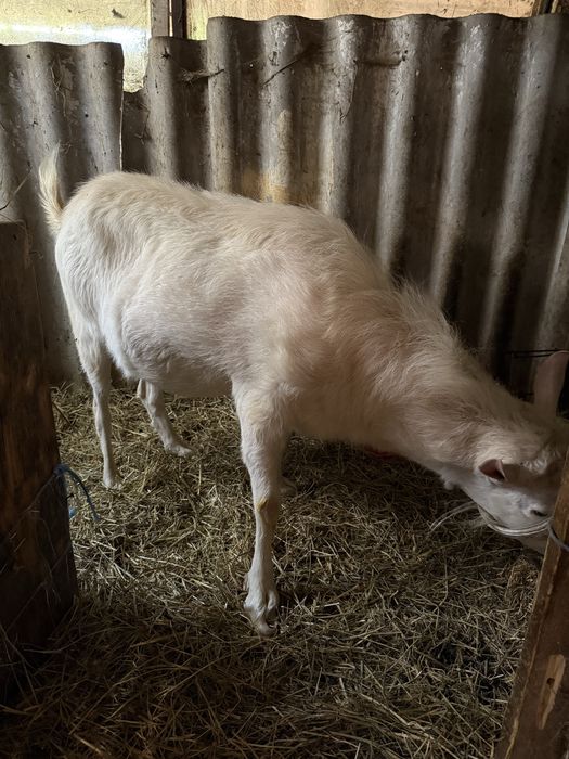 Vand tap de 2 ani bun de prasila