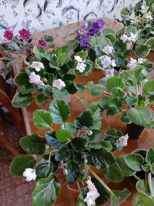 Продам цветущие фиалки.