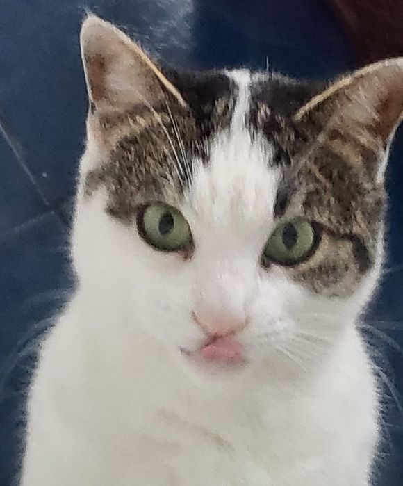 Pisicuta Mariuca cea ochioasa spre adoptie