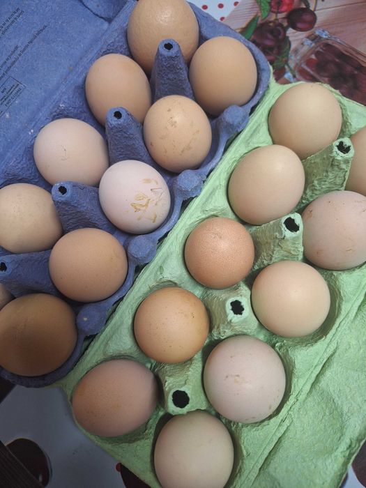 Oua gaini proaspete de consum