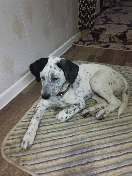 Продается щенок помесь с долматинцем.