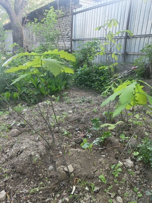 Дубочки Саженцы..