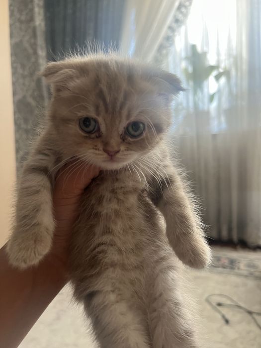 Вислоухий котенок