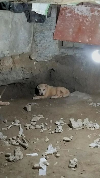 alabay bolalari sotiladi 40 kunlik