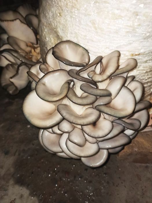 Семена Грибов Вешинки. Ка 17