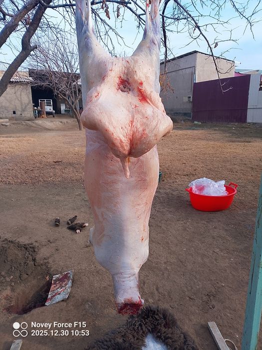 Har xil turkumda qōy qōchqor bor