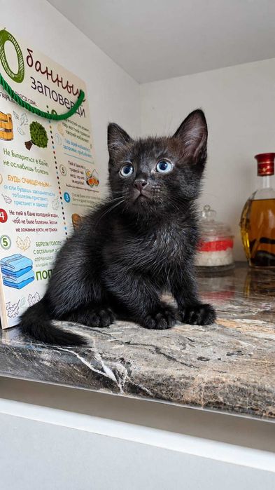 Подарю котят в хорошие руки