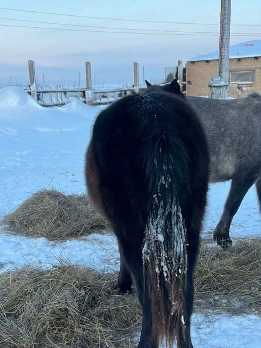 Тай , Кунан , Құнан