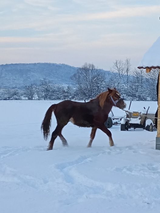 Manz un an jumate de vânzare