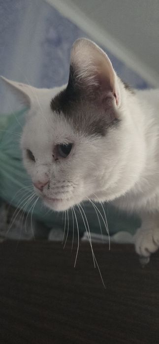 Кота в хорошие руки