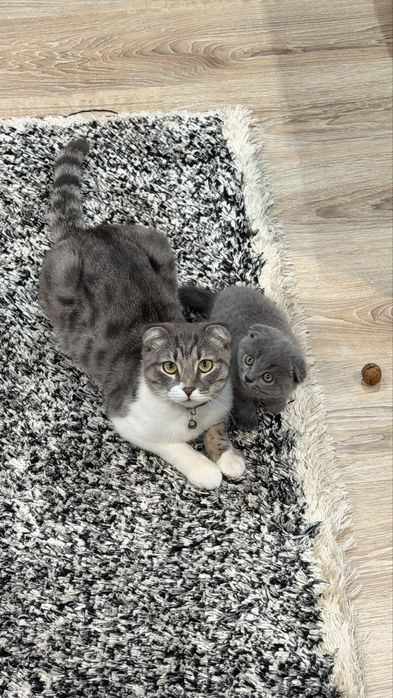 Продается котенок